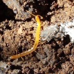 Cryptops sp. (genus) (Blind Scolopendroid Centipede) at Cotter River, ACT - 9 May 2021 by tpreston