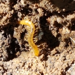 Cryptops sp. (genus) at Cotter River, ACT - 9 May 2021 11:42 AM