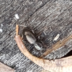 Adeliini sp. (tribe) (A darkling beetle) at Lower Cotter Catchment - 9 May 2021 by trevorpreston