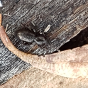 Adeliini sp. (tribe) at Cotter River, ACT - 9 May 2021