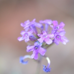 Glandularia aristigera (Mayne's Pest) at Wamboin, NSW - 23 Apr 2021 by natureguy