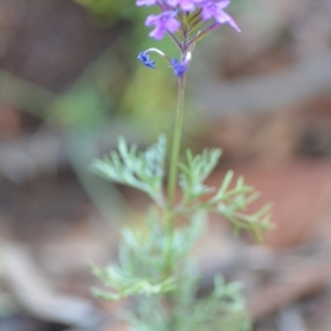 Glandularia aristigera at Wamboin, NSW - 23 Apr 2021