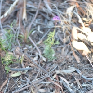 Glandularia aristigera at Wamboin, NSW - 23 Apr 2021