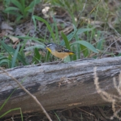 Pardalotus punctatus (Spotted Pardalote) at Deakin, ACT - 9 May 2021 by ebristow