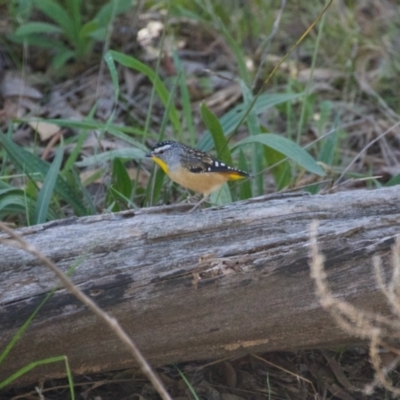 Pardalotus punctatus (Spotted Pardalote) at Red Hill Nature Reserve - 9 May 2021 by ebristow