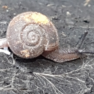 Austrochloritis (Genus) at Cotter River, ACT - 9 May 2021