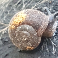 Austrochloritis (Genus) at Cotter River, ACT - 9 May 2021 11:35 AM