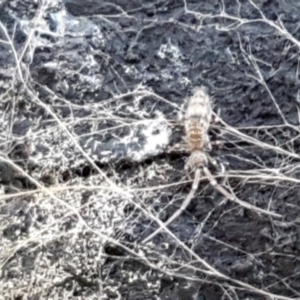 Paronellidae (family) at Cotter River, ACT - 9 May 2021 11:28 AM