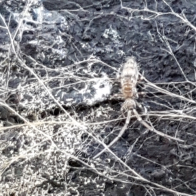 Paronellidae (family) (Paronellid springtail) at Cotter River, ACT - 9 May 2021 by trevorpreston