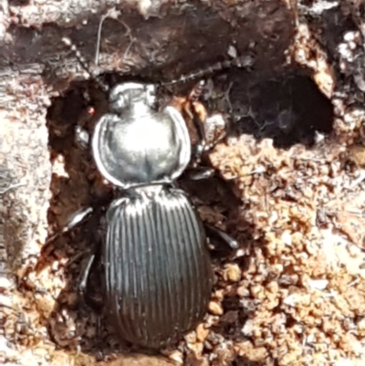 Cardiothorax monarensis (Darkling beetle) at Cotter River, ACT - 9 May 2021 by trevorpreston