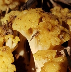 Ramaria capitata var. capitata (Pale cauliflower coral) at Cotter River, ACT - 9 May 2021 by trevorpreston