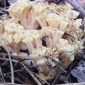 Ramaria capitata var. capitata at Cotter River, ACT - 9 May 2021