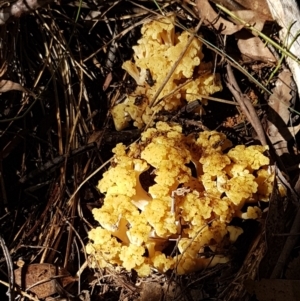 Ramaria capitata var. capitata at Cotter River, ACT - 9 May 2021