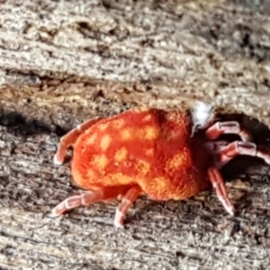 Trombidiidae (family) at Cotter River, ACT - 9 May 2021