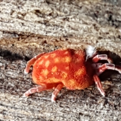 Trombidiidae (family) (Red velvet mite) at Cotter River, ACT - 9 May 2021 by tpreston