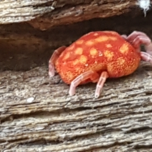 Trombidiidae (family) at Cotter River, ACT - 9 May 2021 11:19 AM