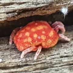 Trombidiidae (family) at Cotter River, ACT - 9 May 2021