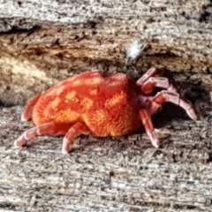 Trombidiidae (family) at Cotter River, ACT - 9 May 2021 11:19 AM