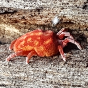 Trombidiidae (family) at Cotter River, ACT - 9 May 2021