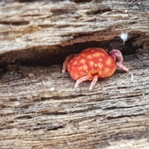 Trombidiidae (family) at Cotter River, ACT - 9 May 2021