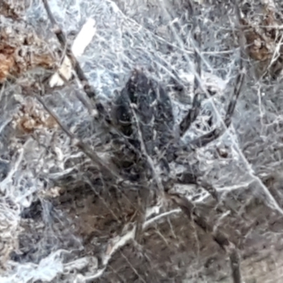 Unidentified Spider (Araneae) at Uriarra Village, ACT - 9 May 2021 by trevorpreston