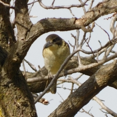 Cracticus torquatus (Grey Butcherbird) at Symonston, ACT - 7 May 2021 by CallumBraeRuralProperty