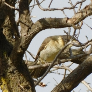 Cracticus torquatus at Symonston, ACT - 7 May 2021