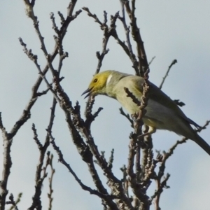 Ptilotula penicillata at Symonston, ACT - 9 May 2021