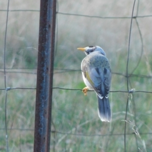 Manorina melanocephala at Symonston, ACT - 9 May 2021