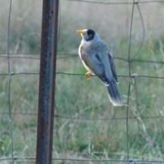 Manorina melanocephala at Symonston, ACT - 9 May 2021