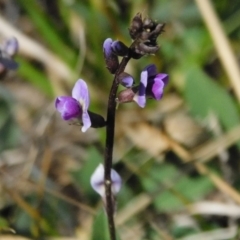 Glycine sp. at Symonston, ACT - 4 Mar 2021 by CallumBraeRuralProperty