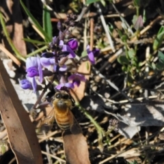 Glycine sp. at Symonston, ACT - 4 Mar 2021