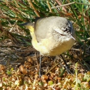 Acanthiza chrysorrhoa at Symonston, ACT - 25 Apr 2021