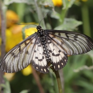 Acraea andromacha at Acton, ACT - 9 May 2021