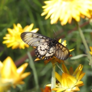 Acraea andromacha at Acton, ACT - 9 May 2021