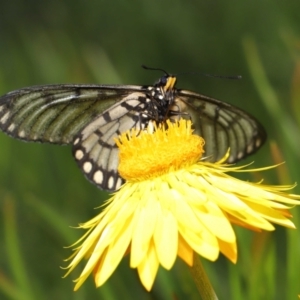 Acraea andromacha at Acton, ACT - 9 May 2021