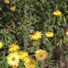 Acraea andromacha at Acton, ACT - 9 May 2021