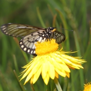 Acraea andromacha at Acton, ACT - 9 May 2021