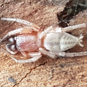 Clubiona sp. (genus) at Capital Hill, ACT - 9 May 2021