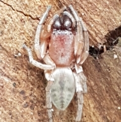 Clubiona sp. (genus) at Capital Hill, ACT - 9 May 2021