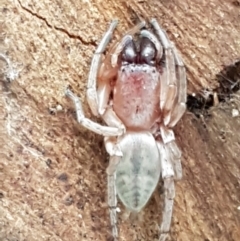 Clubiona sp. (genus) at Capital Hill, ACT - 9 May 2021