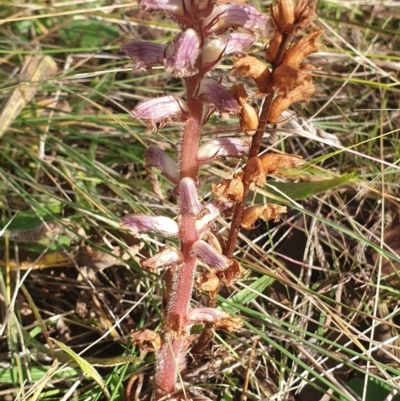 Orobanche minor (Broomrape) at Cook, ACT - 7 May 2021 by drakes