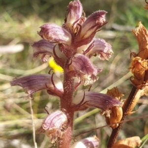 Orobanche minor at Cook, ACT - 7 May 2021 09:13 AM