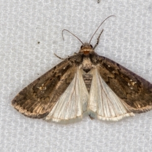 Athetis tenuis at Melba, ACT - 26 Dec 2020