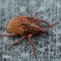 Gonipterus sp. (genus) (Eucalyptus Weevil) at Namadgi National Park - 9 May 2021 by patrickcox