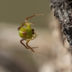 Unidentified Other web-building spider at Googong, NSW - 30 Apr 2021 by WHall