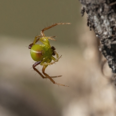 Unidentified Other web-building spider at Googong, NSW - 30 Apr 2021 by WHall