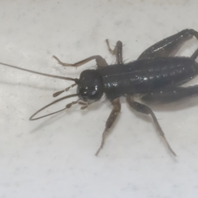 Grylloidea (superfamily) (Unidentified cricket) at QPRC LGA - 7 May 2021 by WHall
