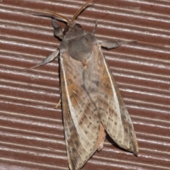 Oxycanus dirempta at Googong, NSW - 4 May 2021 09:58 PM