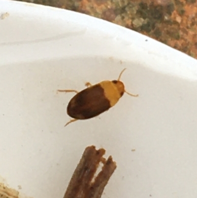 Dytiscidae (family) (Unidentified diving beetle) at Dickson Wetland Corridor - 6 May 2021 by Ned_Johnston